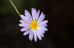 Late purple aster